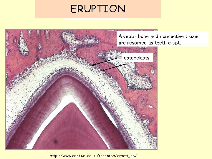 ERUPTION Alveolar bone and connective tissue are resorbed as teeth erupt. osteoclasts http: //www.