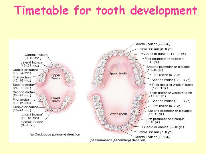 Timetable for tooth development 