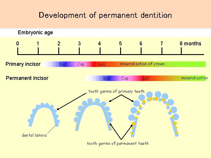 Development of permanent dentition Embryonic age 0 1 Primary incisor Permanent incisor 2 bud