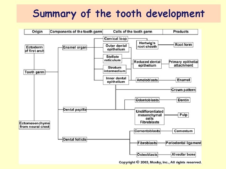 Summary of the tooth development 