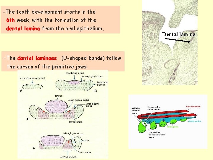 -The tooth development starts in the 6 th week, with the formation of the