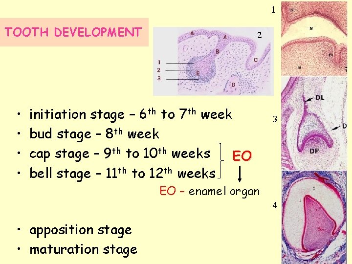 1 TOOTH DEVELOPMENT • • 2 initiation stage – 6 th to 7 th