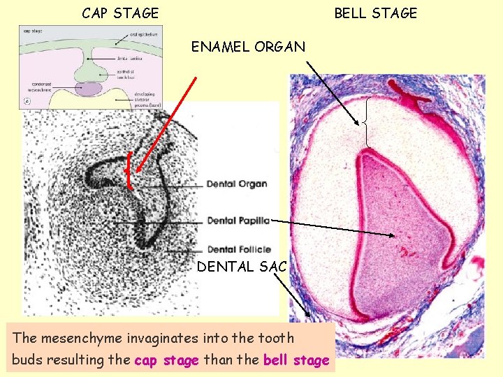 CAP STAGE BELL STAGE ENAMEL ORGAN DENTAL SAC The mesenchyme invaginates into the tooth