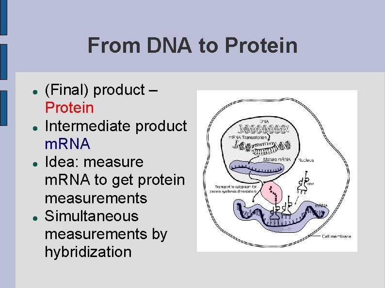 From DNA to Protein (Final) product – Protein Intermediate product m. RNA Idea: measure