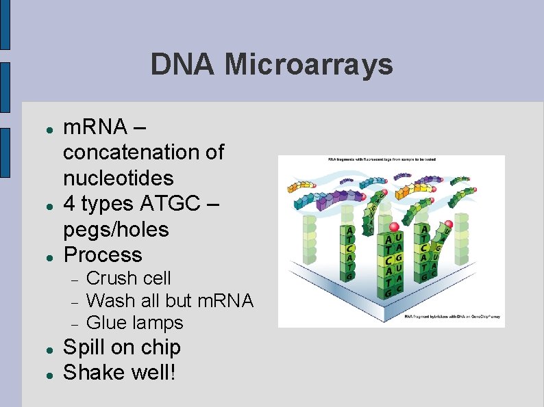 DNA Microarrays m. RNA – concatenation of nucleotides 4 types ATGC – pegs/holes Process