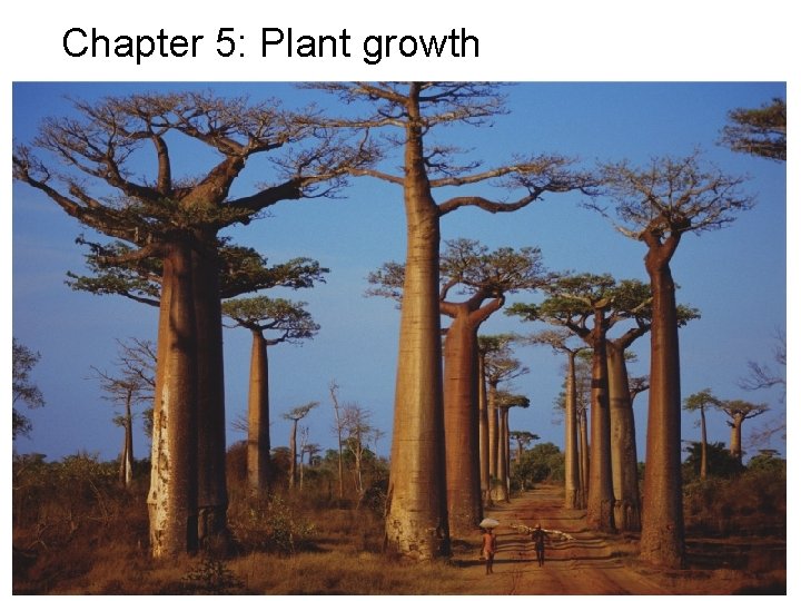 Chapter 5: Plant growth 