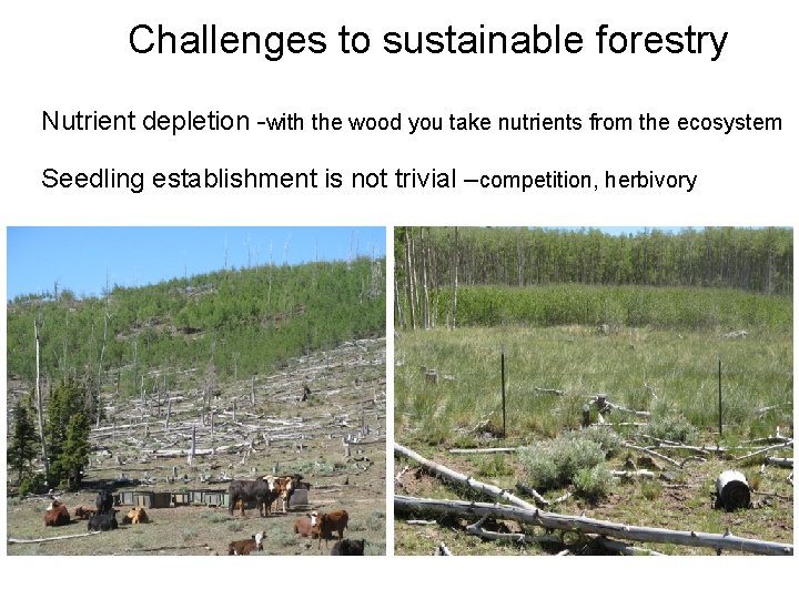 Challenges to sustainable forestry Nutrient depletion -with the wood you take nutrients from the