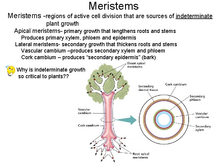 Meristems -regions of active cell division that are sources of indeterminate plant growth Apical