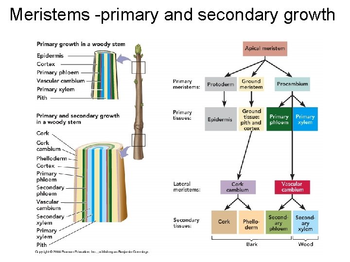 Meristems -primary and secondary growth 