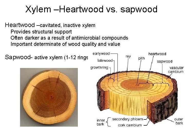 Xylem –Heartwood vs. sapwood Heartwood –cavitated, inactive xylem Provides structural support Often darker as