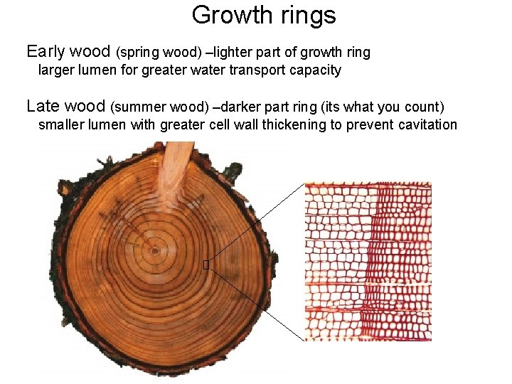 Growth rings Early wood (spring wood) –lighter part of growth ring larger lumen for