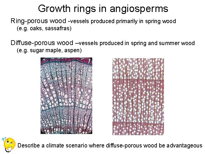 Growth rings in angiosperms Ring-porous wood -vessels produced primarily in spring wood (e. g.