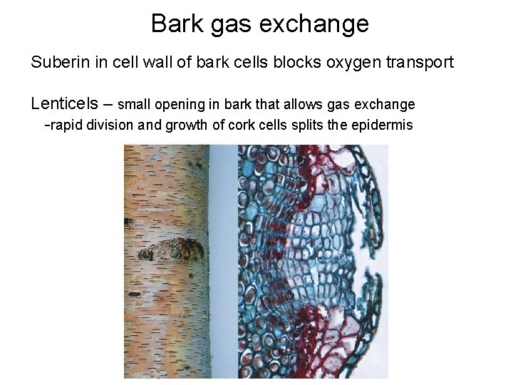 Bark gas exchange Suberin in cell wall of bark cells blocks oxygen transport Lenticels