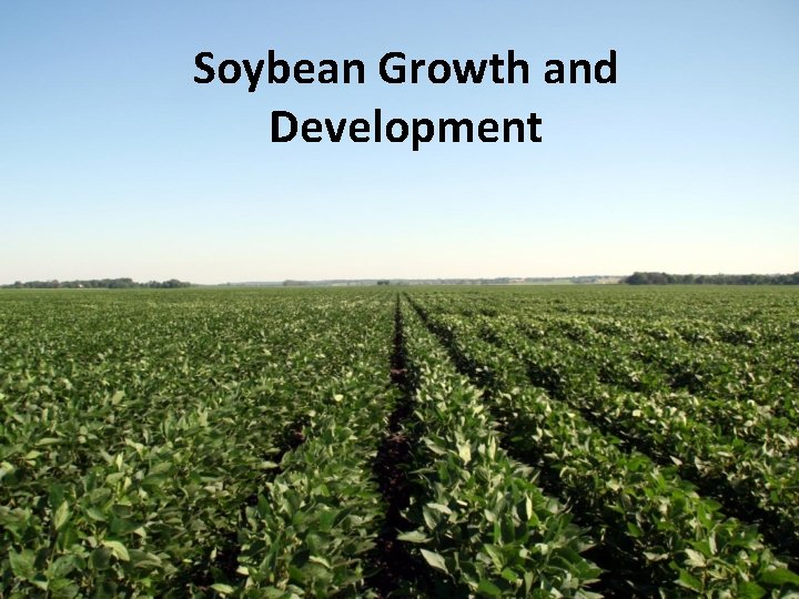 Soybean Growth and Development 