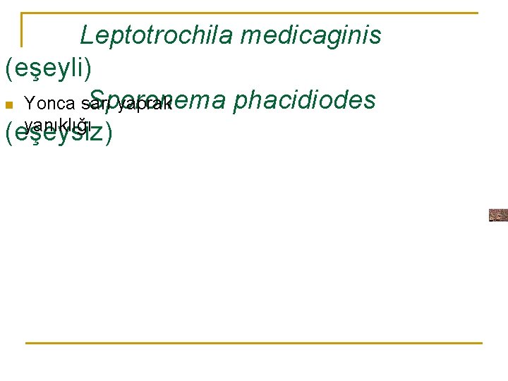 Leptotrochila medicaginis (eşeyli) Sporonema phacidiodes n Yonca sarı yaprak yanıklığı (eşeysiz) 