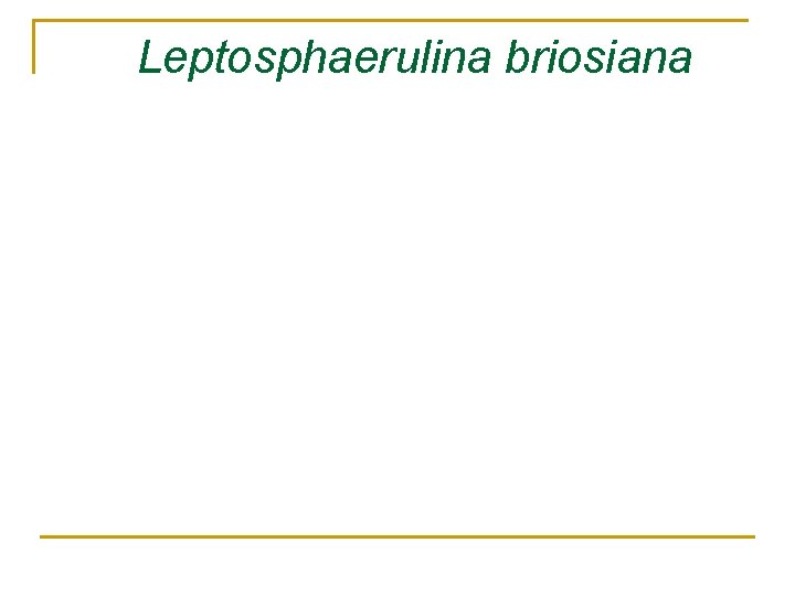Leptosphaerulina briosiana 