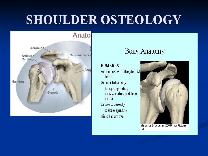 SHOULDER OSTEOLOGY 