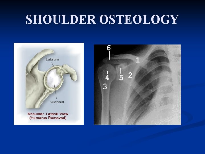 SHOULDER OSTEOLOGY 