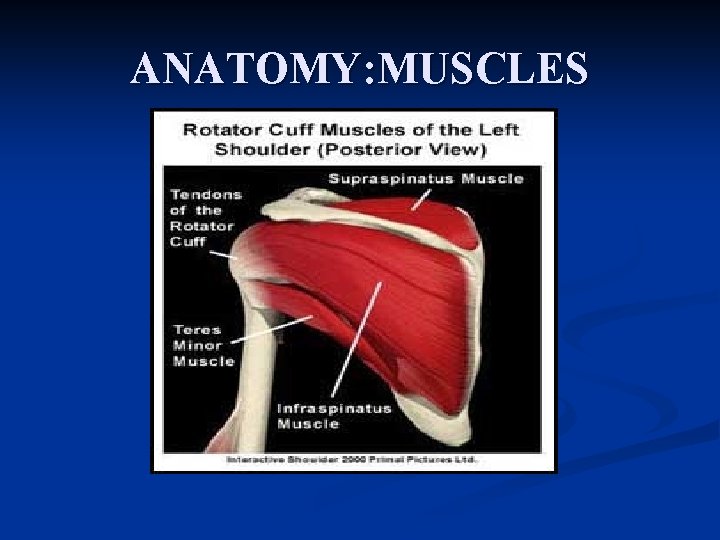 ANATOMY: MUSCLES 