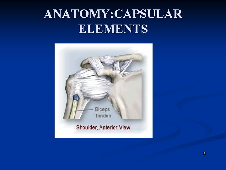 ANATOMY: CAPSULAR ELEMENTS 