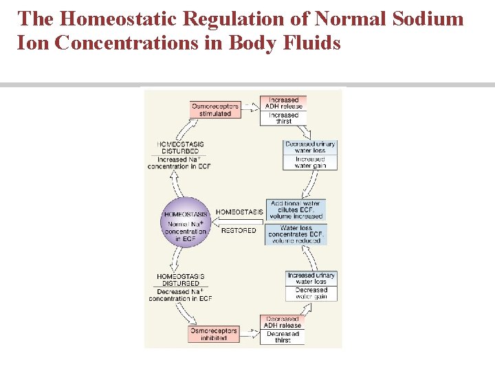 The Homeostatic Regulation of Normal Sodium Ion Concentrations in Body Fluids 