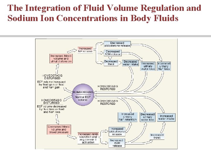 The Integration of Fluid Volume Regulation and Sodium Ion Concentrations in Body Fluids 