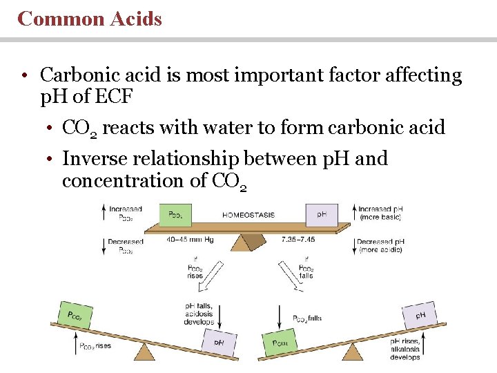 Common Acids • Carbonic acid is most important factor affecting p. H of ECF