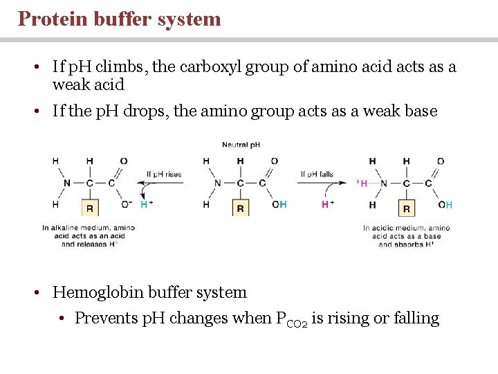 Protein buffer system • If p. H climbs, the carboxyl group of amino acid