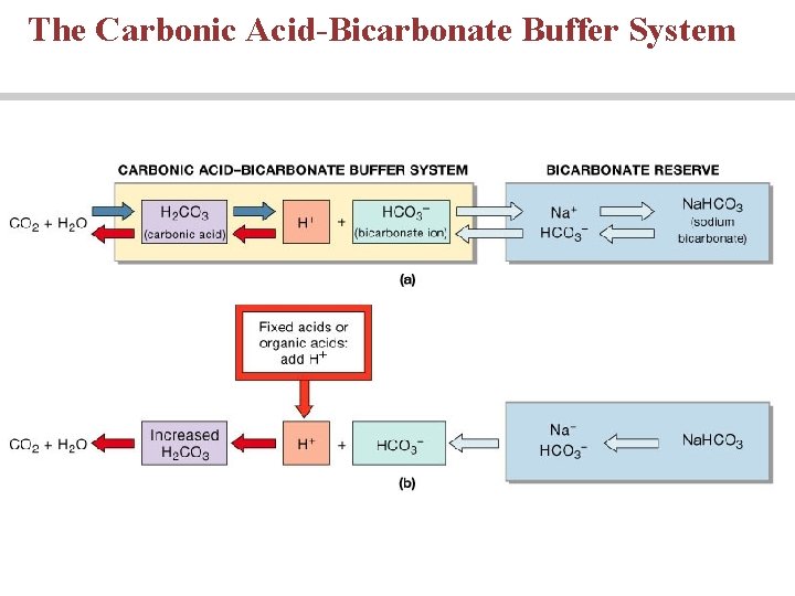 The Carbonic Acid-Bicarbonate Buffer System 