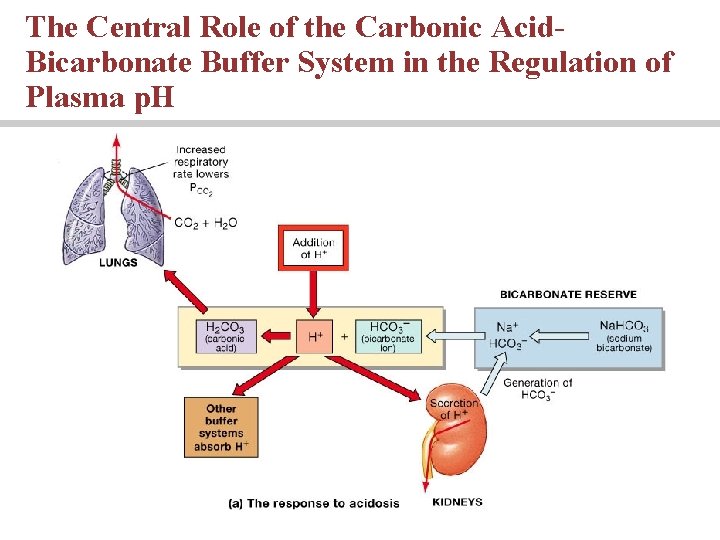 The Central Role of the Carbonic Acid. Bicarbonate Buffer System in the Regulation of