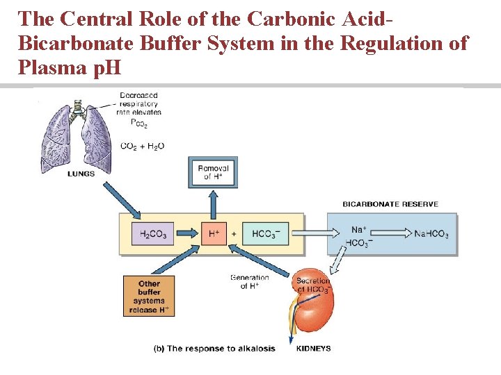The Central Role of the Carbonic Acid. Bicarbonate Buffer System in the Regulation of