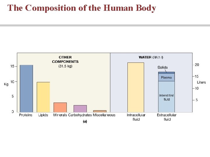 The Composition of the Human Body 