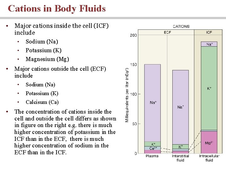 Cations in Body Fluids • Major cations inside the cell (ICF) include • Sodium