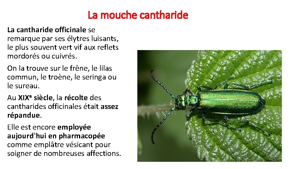 La mouche cantharide La cantharide officinale se remarque par ses élytres luisants, le plus