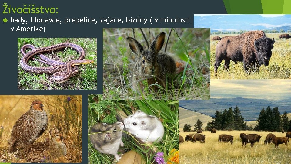 Živočíšstvo: hady, hlodavce, prepelice, zajace, bizóny ( v minulosti v Amerike) 