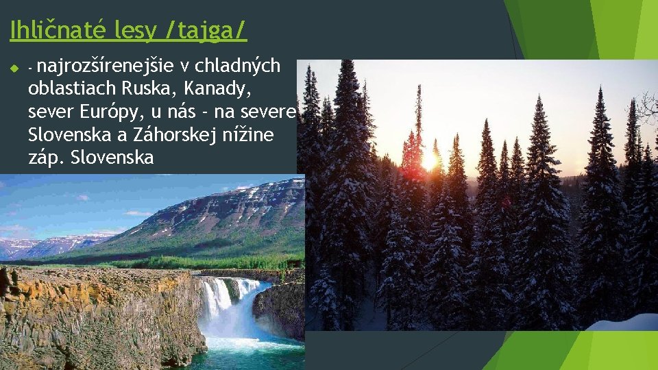Ihličnaté lesy /tajga/ najrozšírenejšie v chladných oblastiach Ruska, Kanady, sever Európy, u nás -