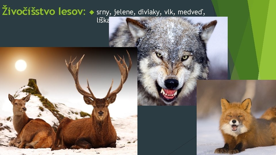 Živočíšstvo lesov: srny, jelene, diviaky, vlk, medveď, líška, . . . 