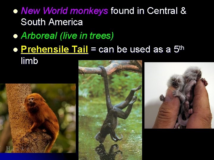 New World monkeys found in Central & South America l Arboreal (live in trees)