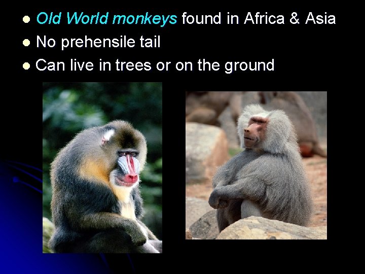 Old World monkeys found in Africa & Asia l No prehensile tail l Can