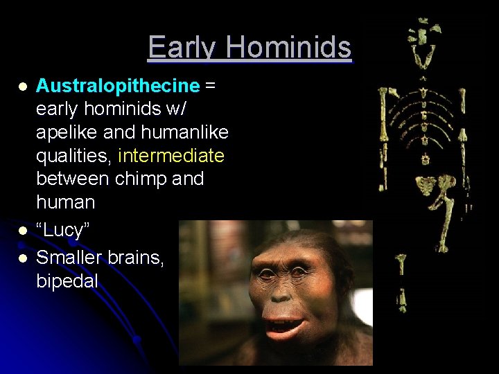 Early Hominids l l l Australopithecine = early hominids w/ apelike and humanlike qualities,