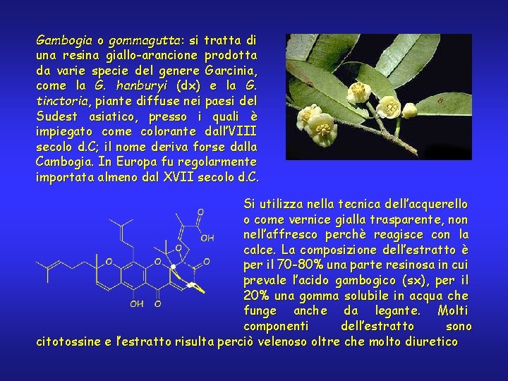 Gambogia o gommagutta: si tratta di una resina giallo-arancione prodotta da varie specie del