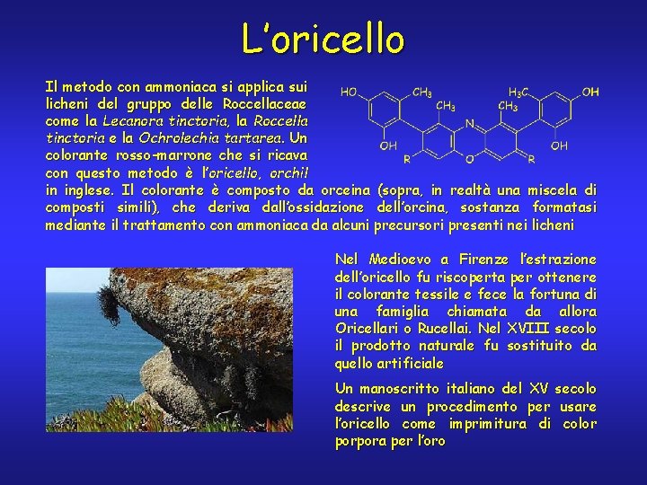 L’oricello Il metodo con ammoniaca si applica sui licheni del gruppo delle Roccellaceae come