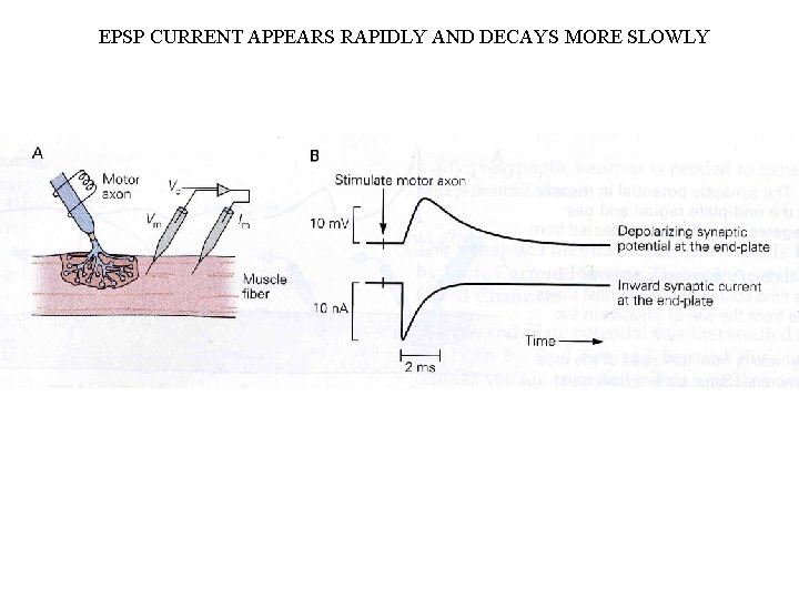 EPSP CURRENT APPEARS RAPIDLY AND DECAYS MORE SLOWLY 