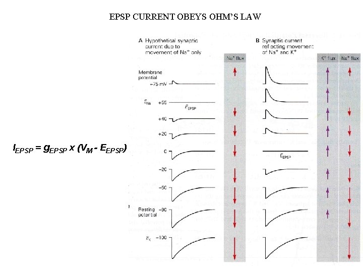 EPSP CURRENT OBEYS OHM’S LAW IEPSP = g. EPSP x (VM - EEPSP) 