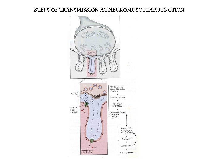 STEPS OF TRANSMISSION AT NEUROMUSCULAR JUNCTION 