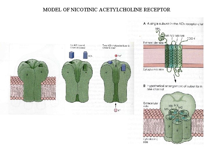 MODEL OF NICOTINIC ACETYLCHOLINE RECEPTOR 