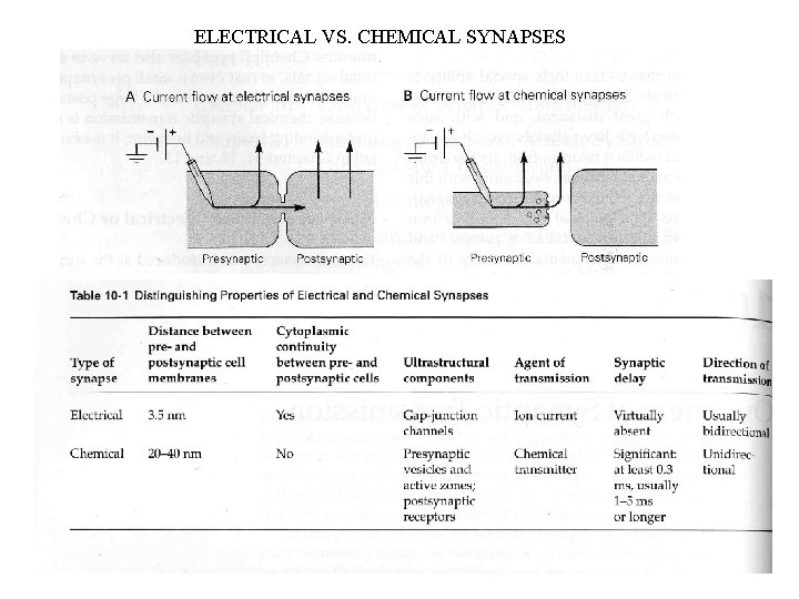 ELECTRICAL VS. CHEMICAL SYNAPSES FIGURE 10 -1 TABLE 10 -1 