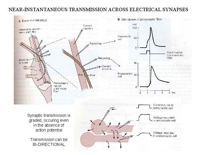 NEAR-INSTANTANEOUS TRANSMISSION ACROSS ELECTRICAL SYNAPSES Synaptic transmission is graded, occuring even in the absence