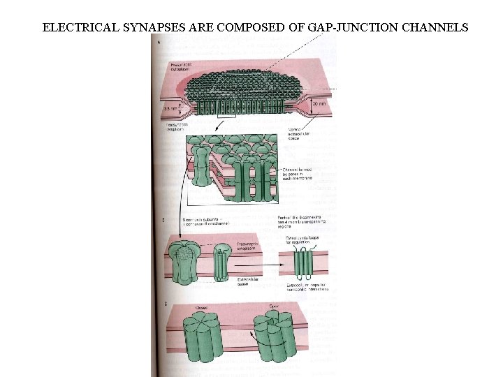 ELECTRICAL SYNAPSES ARE COMPOSED OF GAP-JUNCTION CHANNELS 