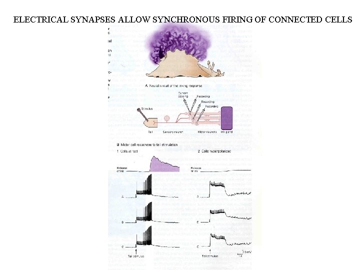 ELECTRICAL SYNAPSES ALLOW SYNCHRONOUS FIRING OF CONNECTED CELLS 